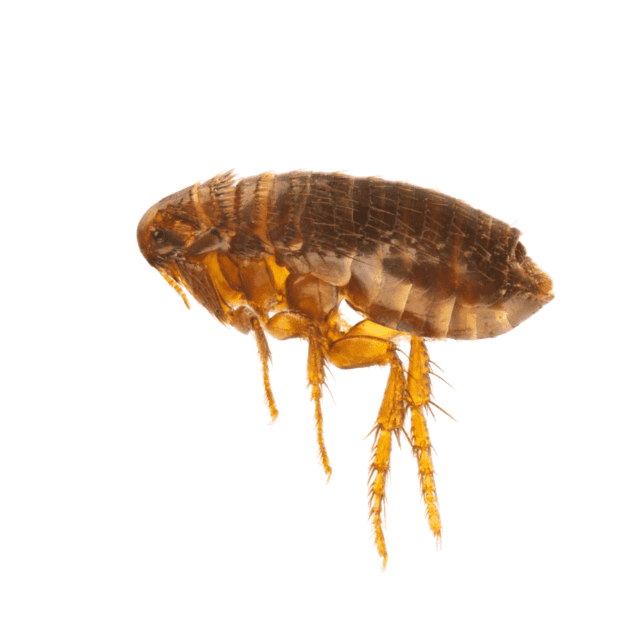 Уничтожение блох